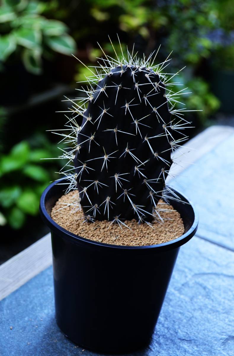 ☆多肉植物☆サボテン☆（Ⅱ）【ガラパゴス団扇】Opuntia galapageia