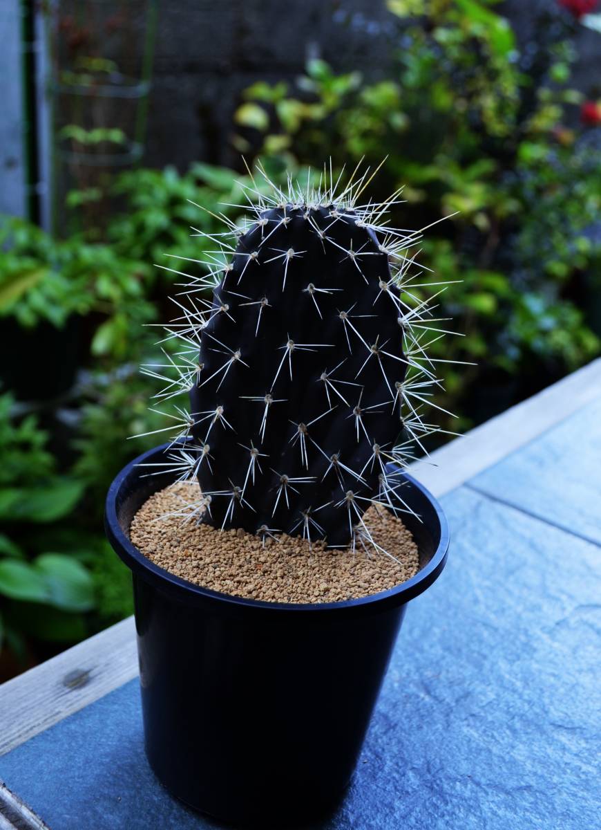 ☆多肉植物☆サボテン☆（Ⅱ）【ガラパゴス団扇】Opuntia galapageia
