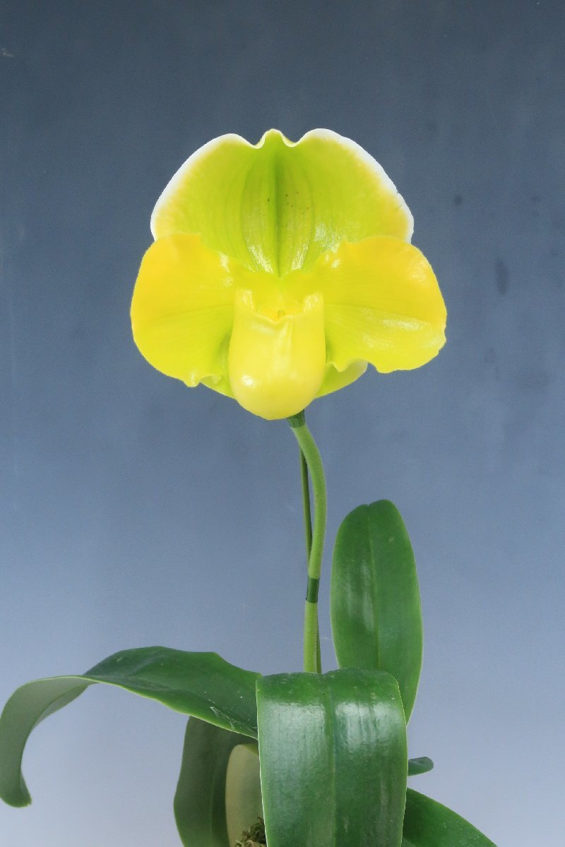 値引再出品！ 即決　洋蘭　パフィオ TA10213 VS13-81 Paph. Pacific Lake (Amarillo Star '2013-50' x Emerald Lake 'Perfect Choice')