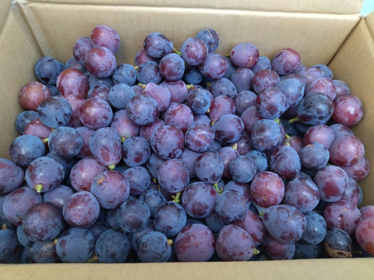 【訳あり・つぶ粒】　種なしピオーネ３ｋｇ　【ぶどう王国　山梨より】　【新鮮！鮮度抜群】9/16