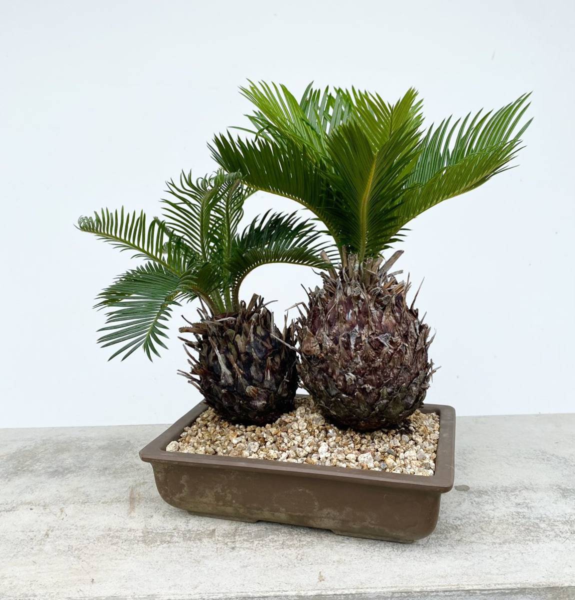 白木盆栽園 蘇轍 ソテツ 寄せ植え 盆栽 黒松赤松五葉松真柏雑木趣味初心者