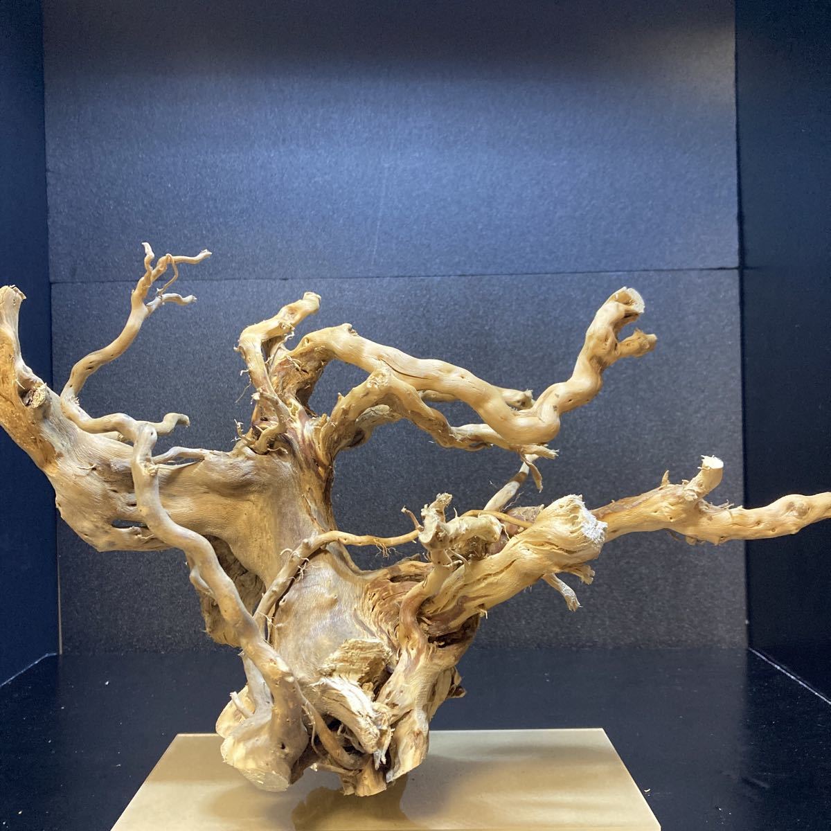 ☆sea tree☆送料無料♪アクリル板施工済み流木 　 99流木/水槽/アクアリウム/テラリウム/インテリア/ADA/サンゴ/置物/