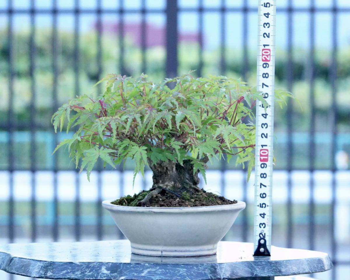 亦盆栽」山紅葉 小品盆栽(盆栽)|売買されたオークション情報 亦盆栽」山紅葉 小品盆栽(盆栽)|売買されたオークション情報