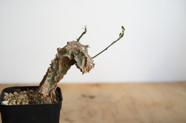 010 アデニア・アクレアータ Adenia aculeata 発根済 | アデニア