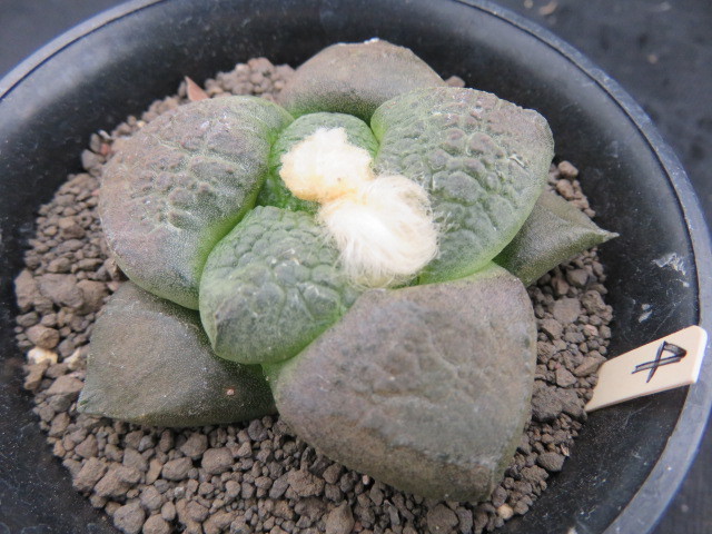 ＜サボテン・多肉植物＞　大疣連山④