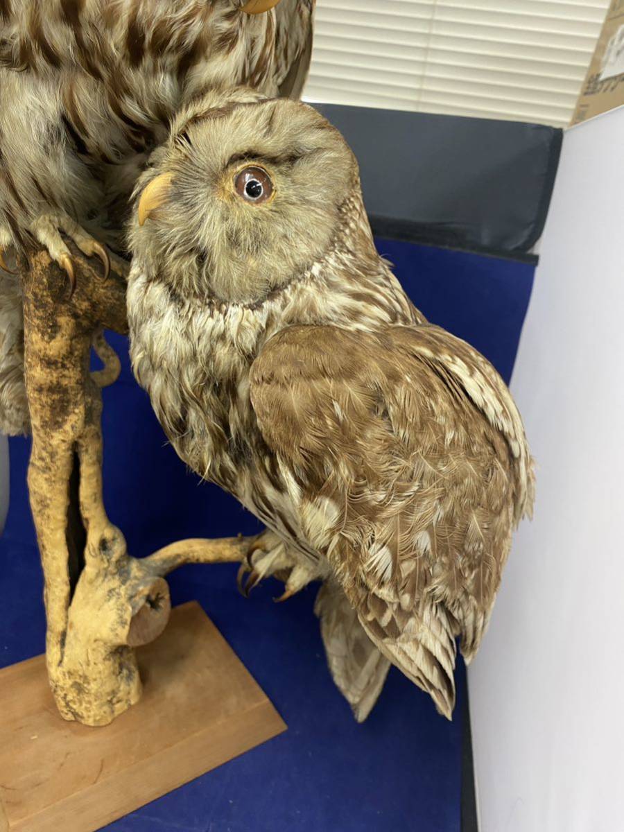 フクロウの剥製 【公式通販】