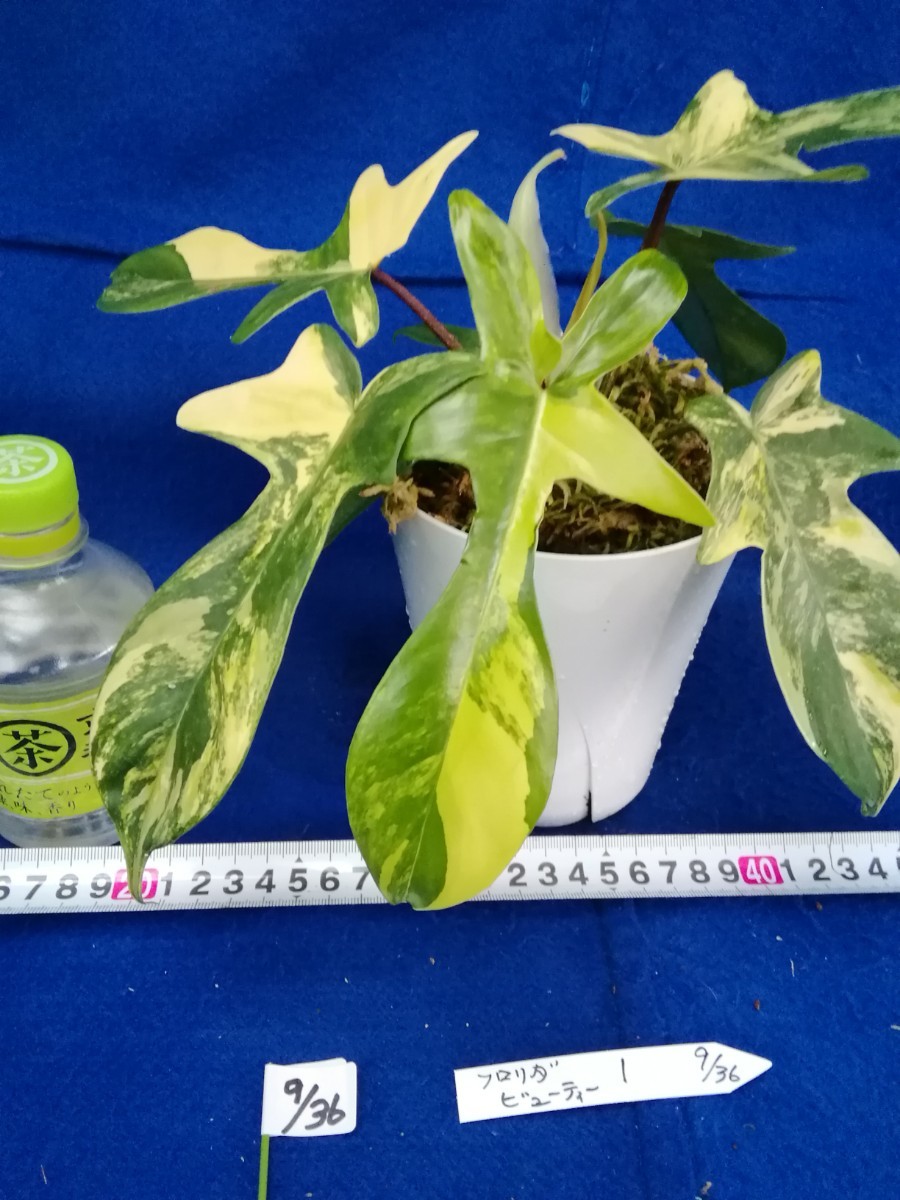 NO.0936　斑入り　古典　フィロデンドロン　フロリダビューティー　Phirodendron 　観葉植物　