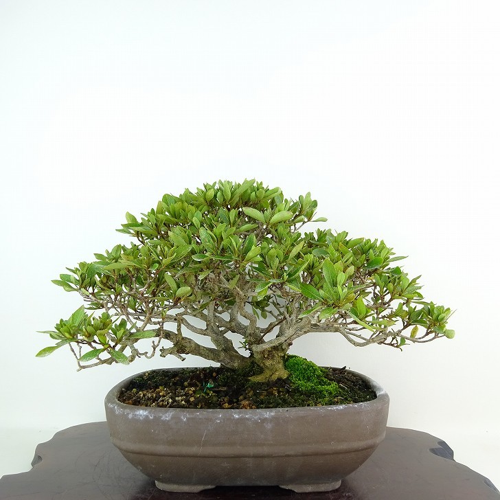 盆栽 皐月 日光 樹高 約19cm さつき Rhododendron indicum サツキ