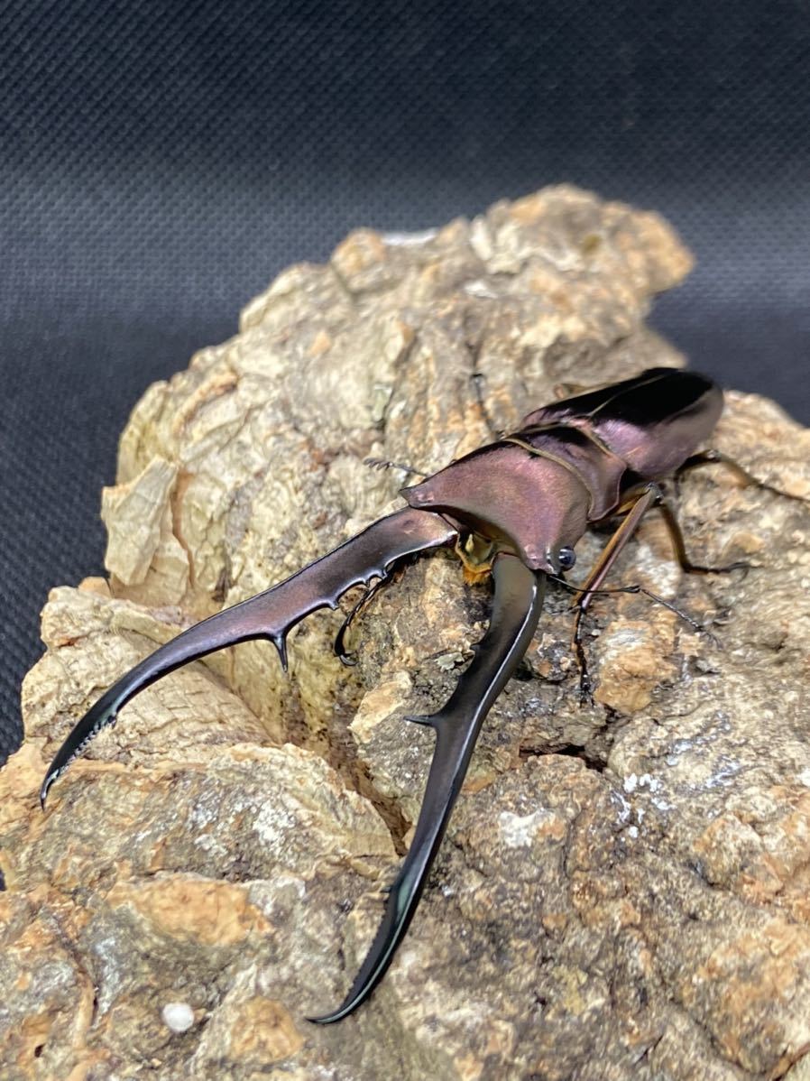 【aloha】メタリフェルホソアカクワガタ ペレン ♂1 ♀2 トリオ パープル系 未後食 ♂76.2mm