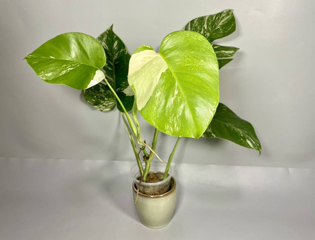 1￥スタート「177」MONSTERA ALBO BORSIGIANA VARIEGATA 白斑