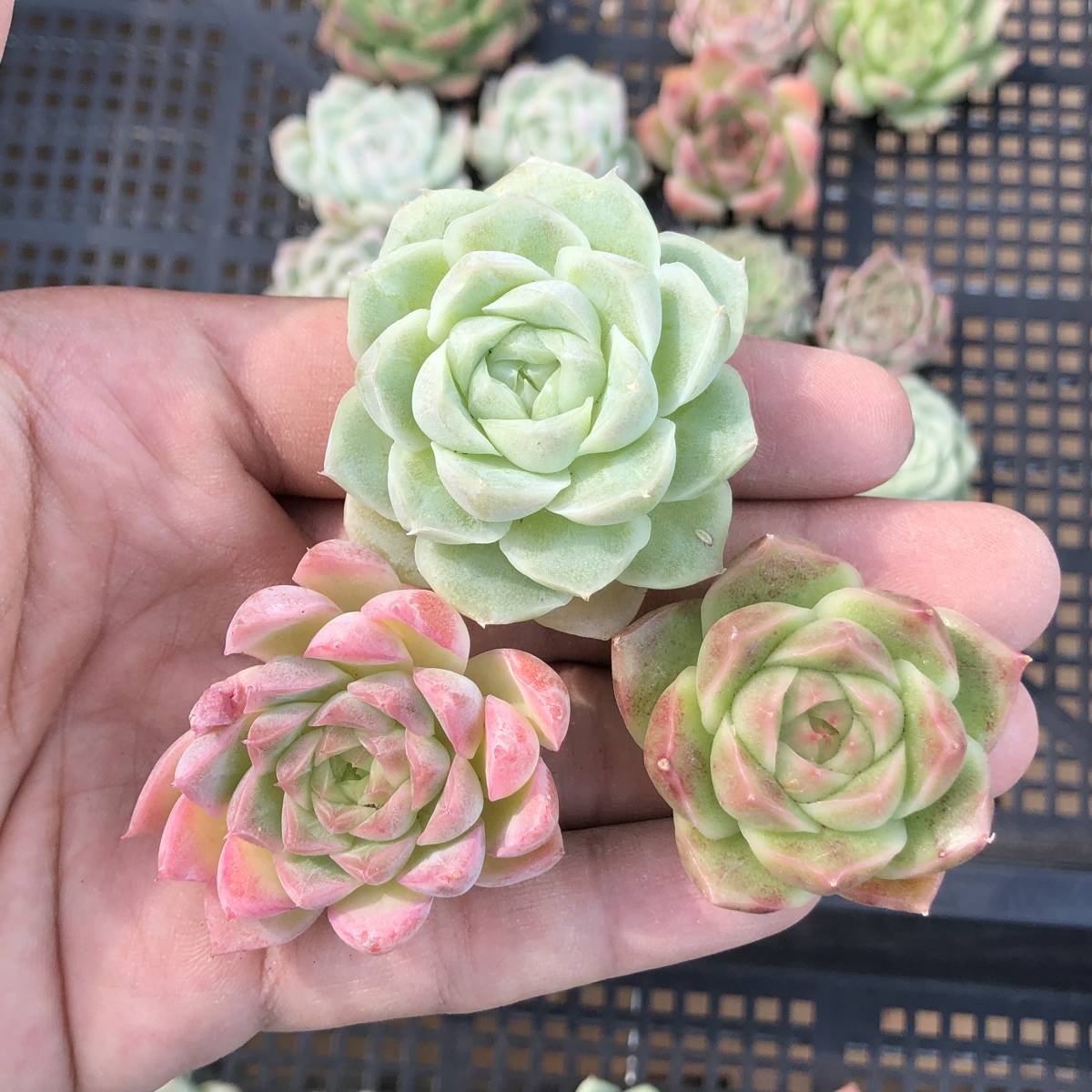 Top エケベリア 20個 0923K-O058 多肉植物 カット ミックス苗 出荷日9