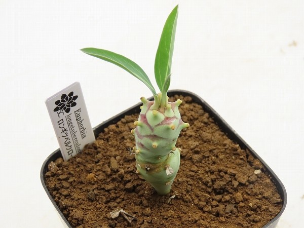 ■[Y176]longetuberculosa 　ロンギツベルクローサ　実生苗 【多肉植物　Euphorbia　ユーフォルビア】