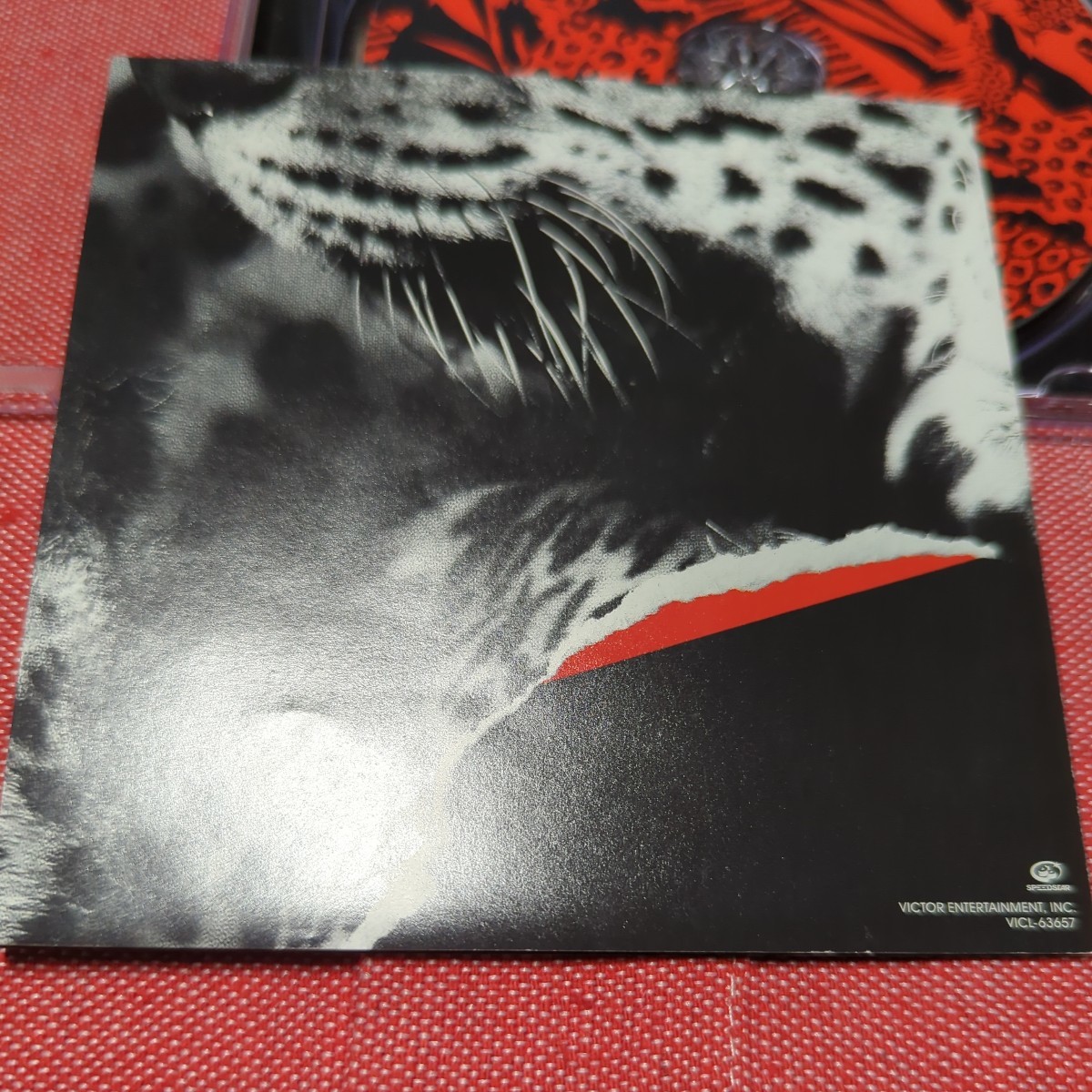 ZOOMANITY　　　a flood of circle_5