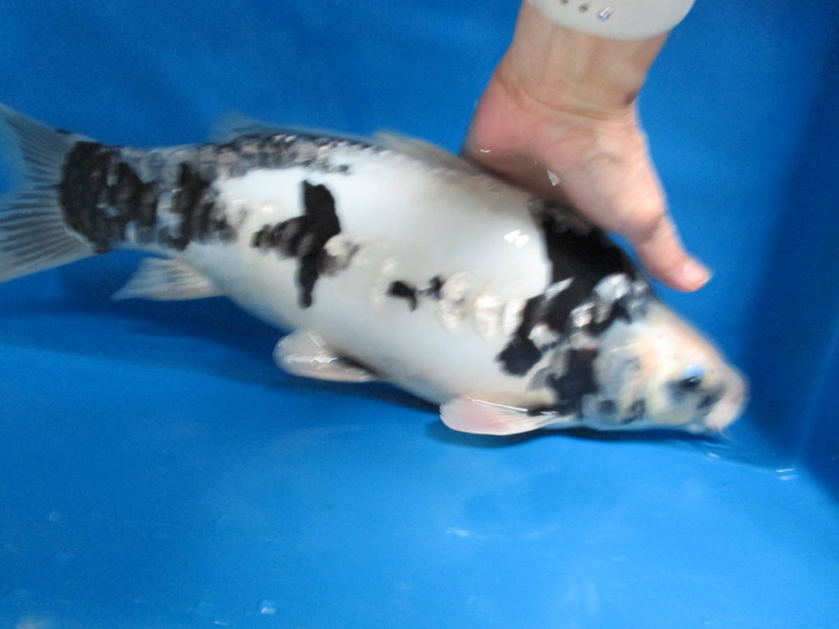 ツシマヒラタクワガタ 特大個体 ♂約80mm 標本 ツシマヒラタ ツシマ