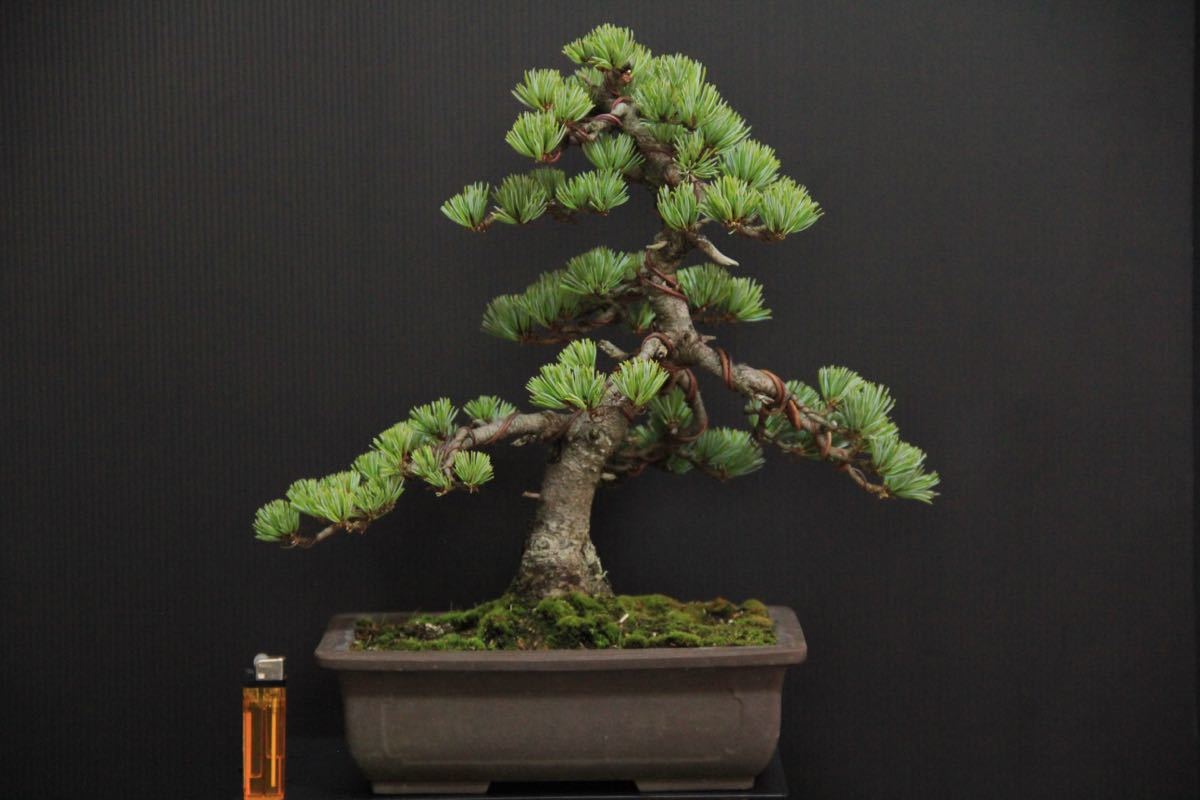 『 吾妻五葉松／宝来 』美しい葉性／樹高35㎝／五葉松／盆栽 』