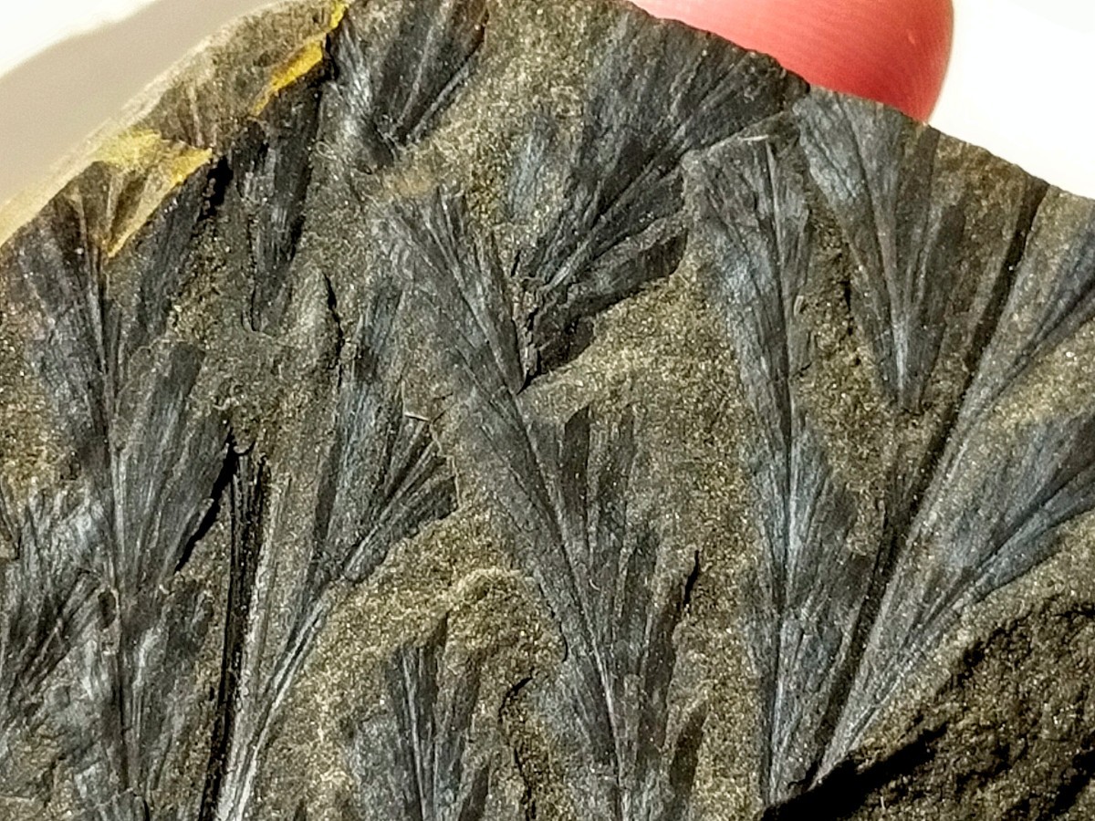 桑島 シダ の化石 ⑦ シダの化石 Onoclea hebridica 暁新世