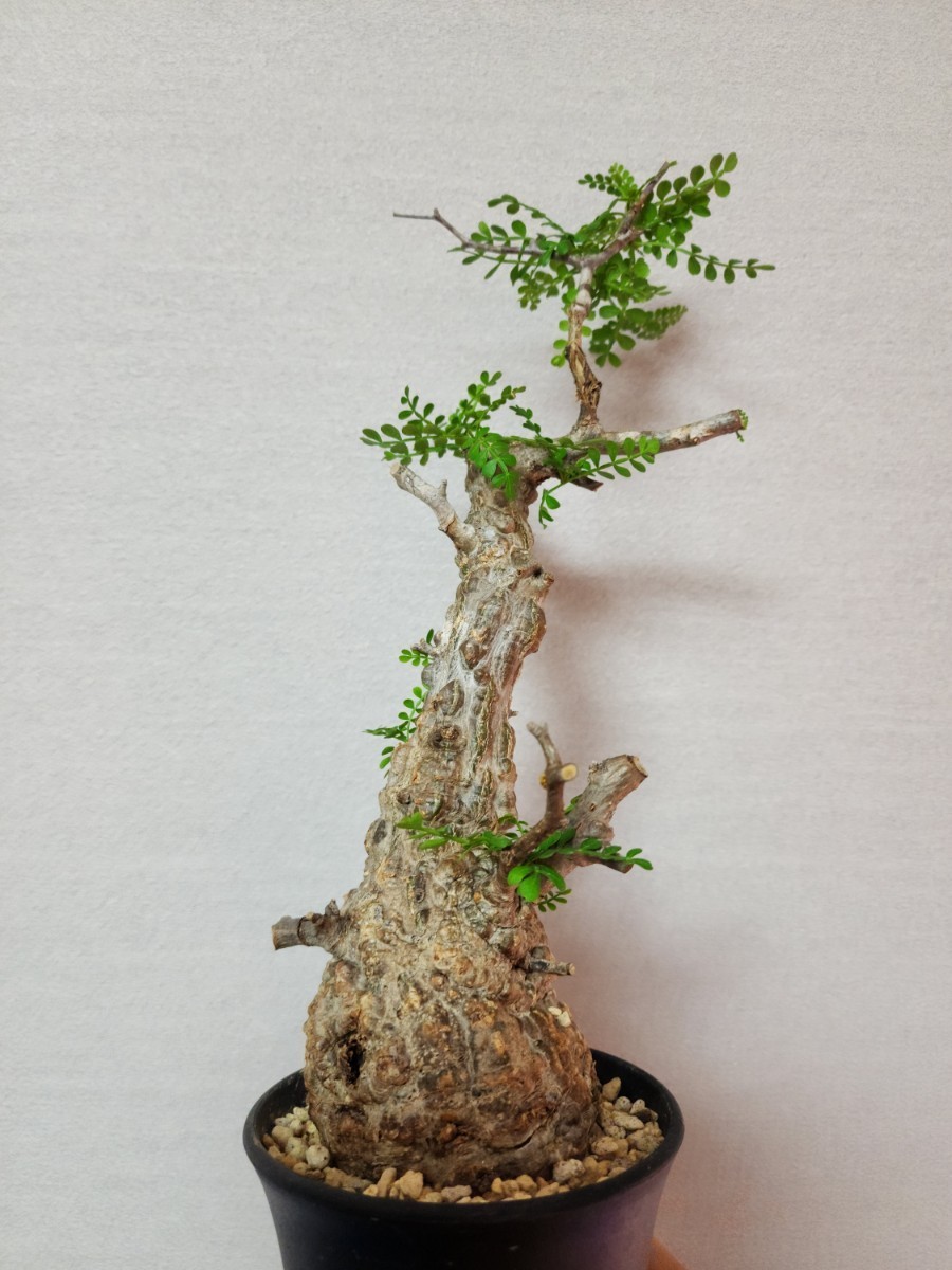 発根済み オペルクリカリア パキプス 塊根植物 コーデックス 5年越冬