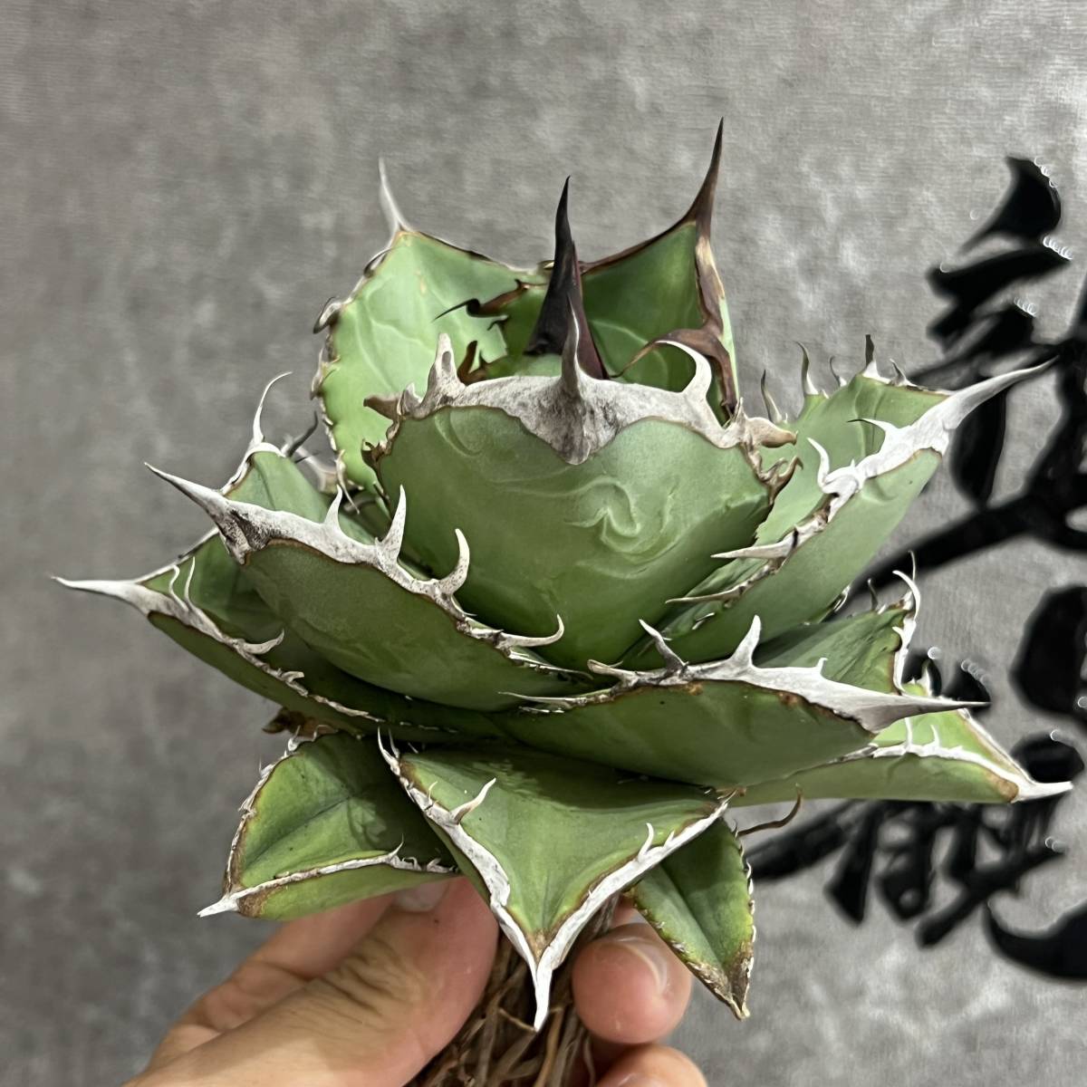 【龍園觀】①No.48 特選 アガベ 多肉植物 チタノタ ブラックダイヤモンド 超強棘 極上大株 親株