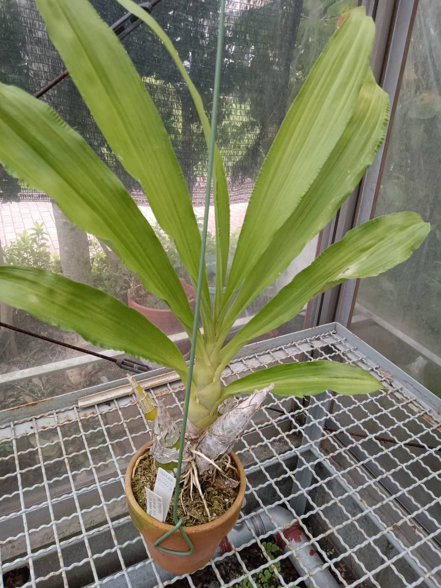 カタセタム属間交配 フレッドクラーケアラ ターニングポイント Fdk