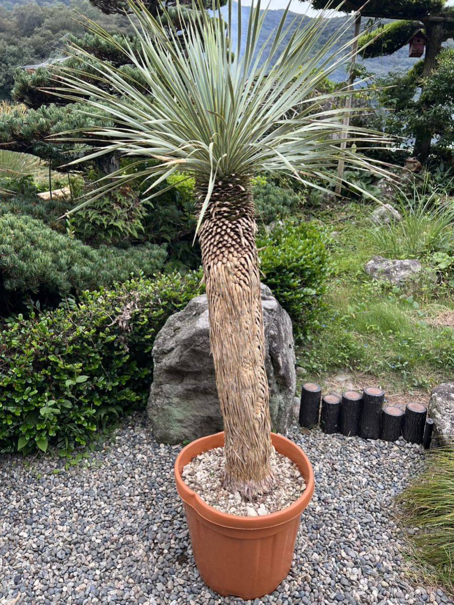 1m56cm 太株 ユッカ ロストラータ 発根 耐寒性-15 ドライガーデン 地