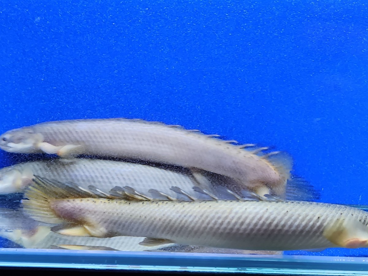 ポリプテルスセネガルス約15cm 3匹セット ギニア便ワイルド 格安 