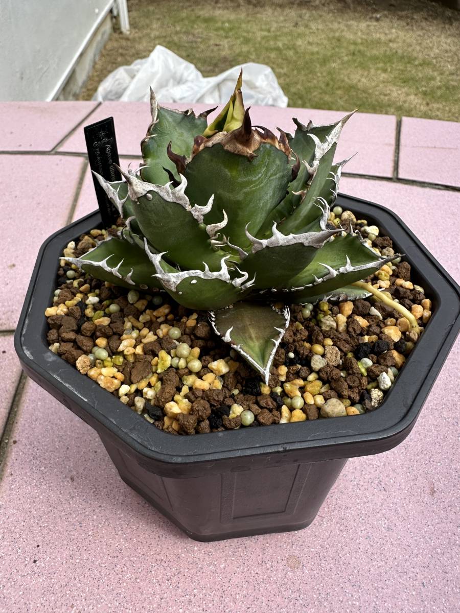 あの猫 ゴリ猫 Agave titanota レッドキャットウィーズル アガベ