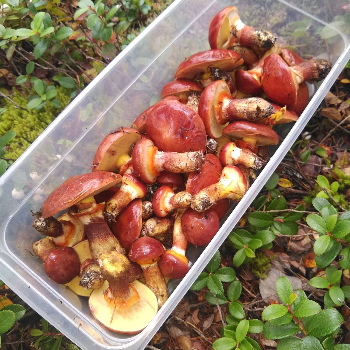 熊の巣からの贈り物！　北海道産天然　落葉キノコ(ハナイグチ) 小サイズ　1kg ③