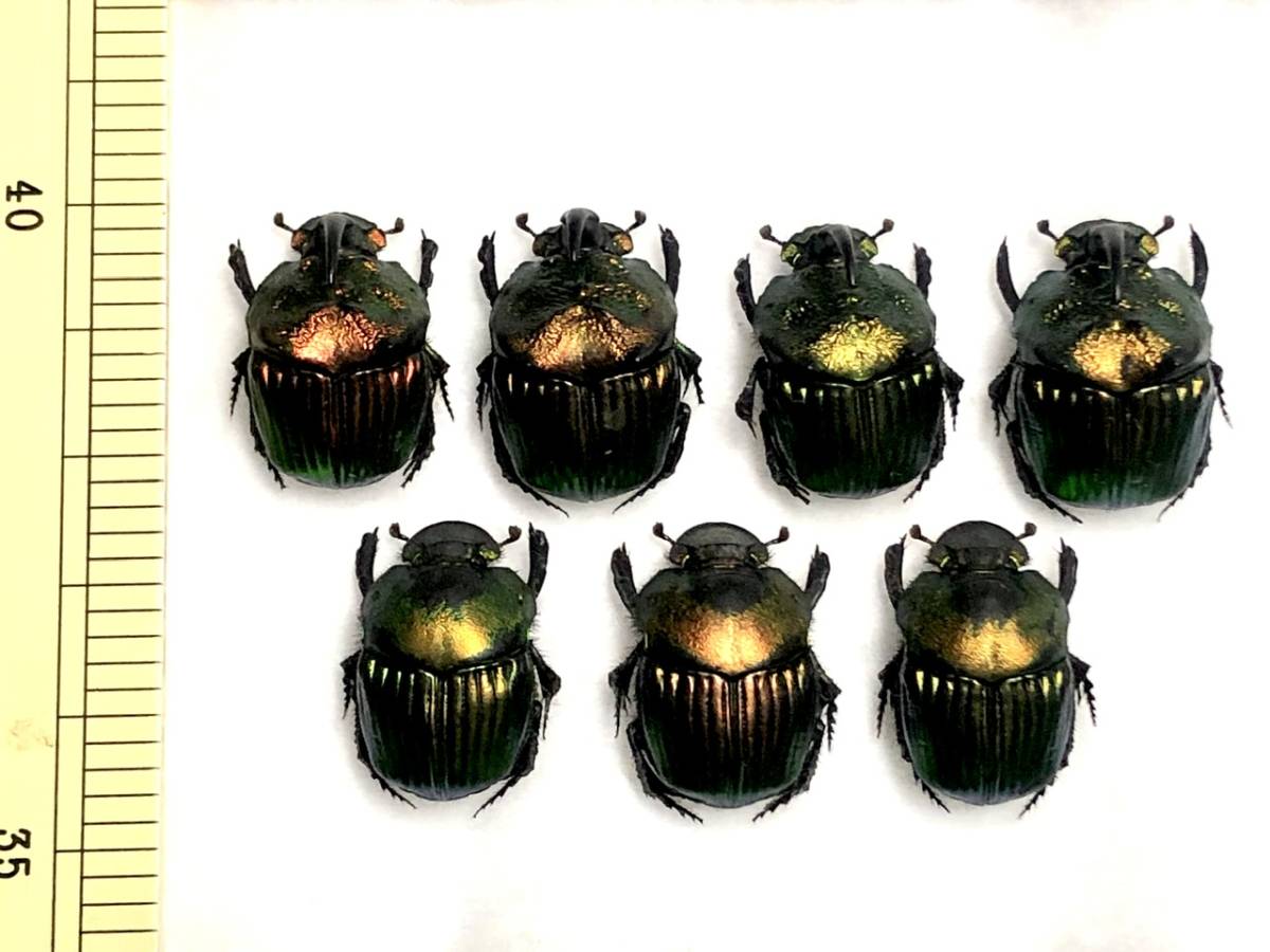 札幌発 ニジダイコクコガネの魔力｜京庵 スレ欠け品 ニジ 昆虫標本 虫