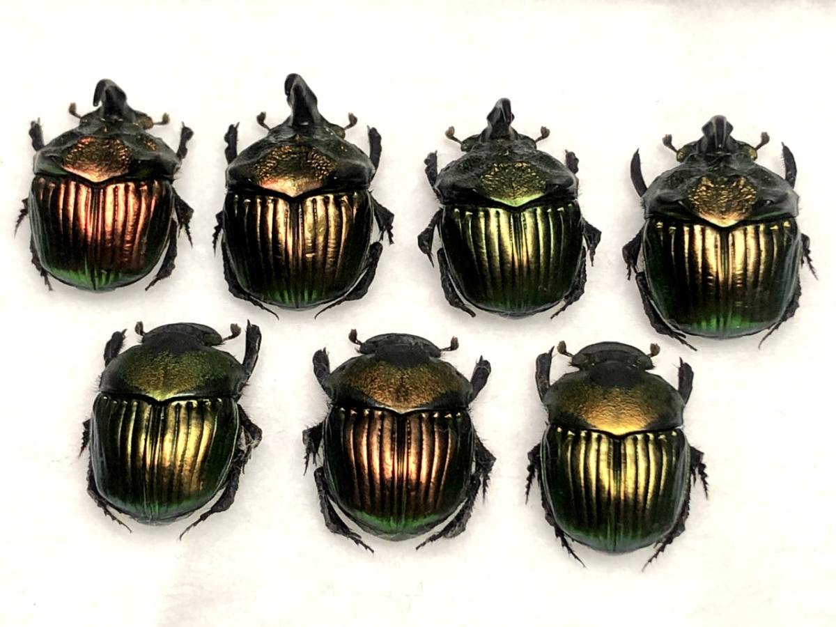 札幌発 ニジダイコクコガネの魔力｜京庵 スレ欠け品 ニジ 昆虫標本 虫