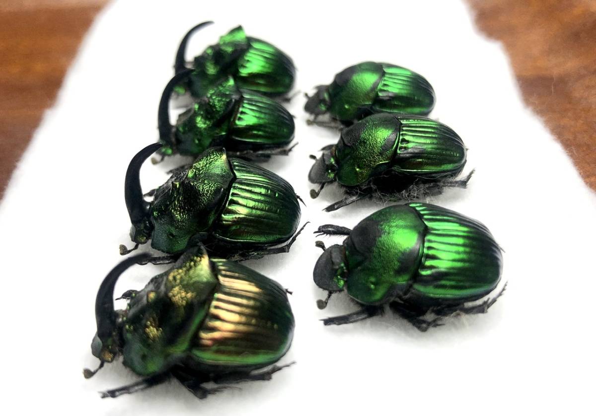 札幌発 ニジダイコクコガネの魔力｜京庵 スレ欠け品 ニジ 昆虫標本 虫