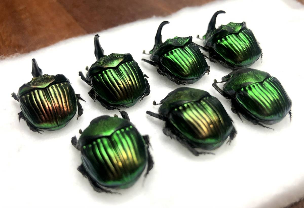 札幌発 ニジダイコクコガネの魔力｜京庵 スレ欠け品 ニジ 昆虫標本 虫