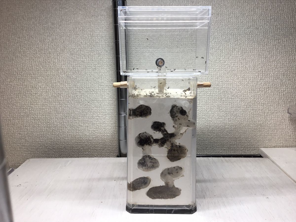 Lasius japonicus トビイロケアリ　コロニー　女王アリ　アリ