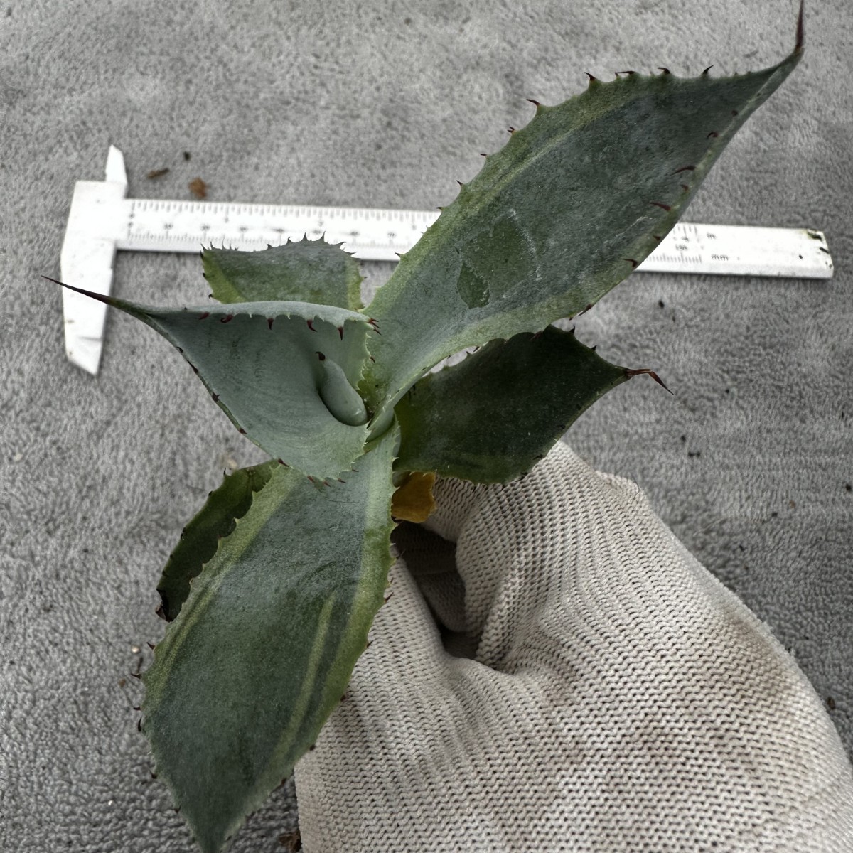 H46 オバティフォリア オルカ 稀少株 アガベ 多肉植物 アガベ 多肉植物
