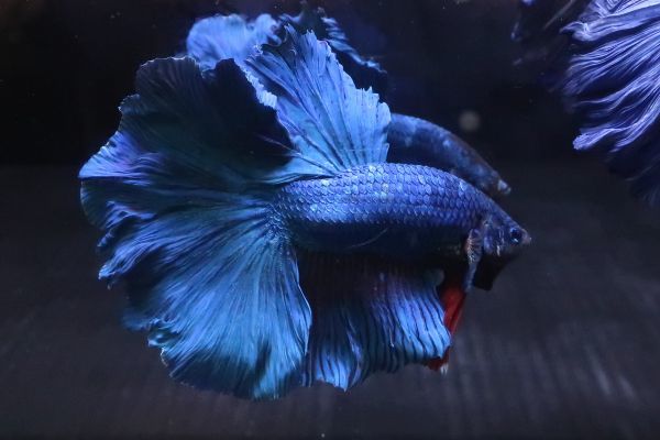 2＜water-flap＞ ベタ　オス　ジャイアントハーフムーン　　ローズテール