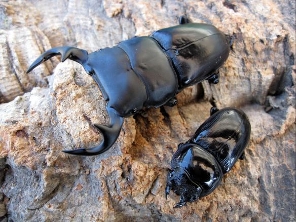 ★Dorcus KUWAKICHI★　インドグランディス　ナガヒルズ産　♂７４ｍｍ×♀４５ｍｍ　ＷＦ１即ブリード可能ペアー