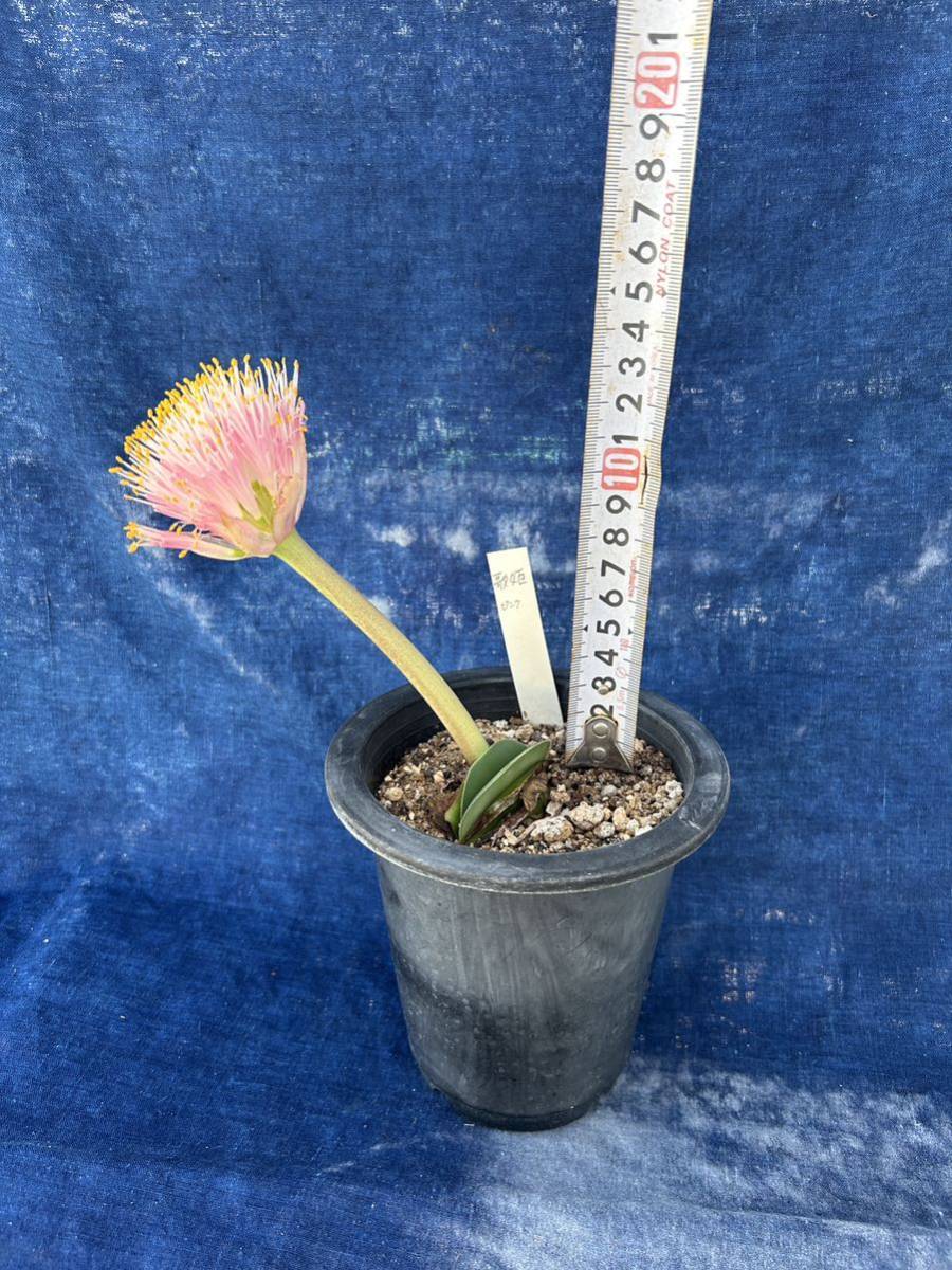 ピンク花 マユハケオモト ハエマンサス 5号鉢花付き ② 楽天市場