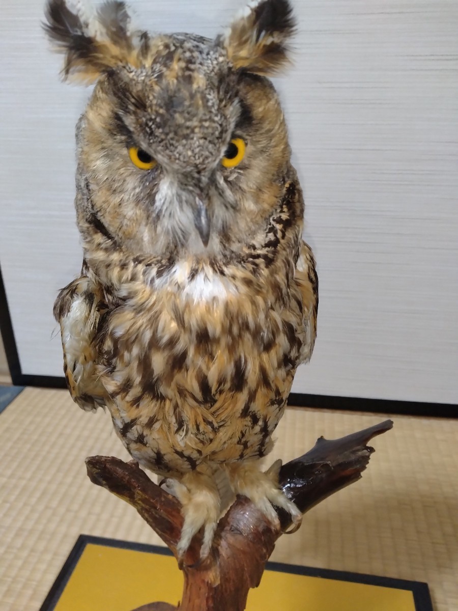 剥製】ミミズク フクロウ科 置物 インテリア(置物)｜売買された