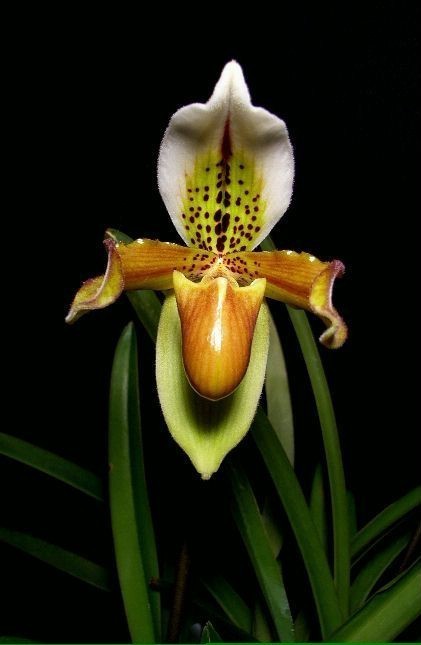 x Paph. パフィオ 2026年最新Yahoo!オークション 原種 洋蘭 paph.の