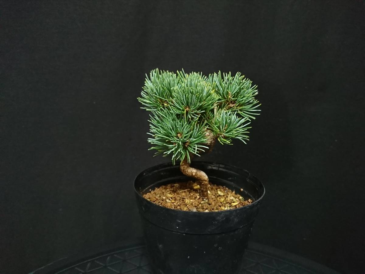 【ビャクシン】八房五葉松[那須娘]／ヤツフサゴヨウマツ[ナスムスメ] 樹高１０㎝ 小品盆栽 ミニ盆栽 盆栽 優良素材 No７ー６