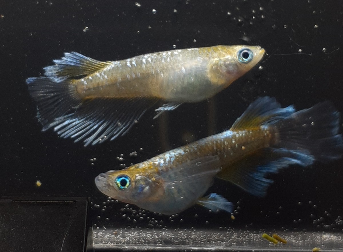 大得価，人気 甲斐メダカ 種親候補 オリジナル個体 極上ルナ 若魚1ペア #フロマージュ #ミッドナイトフリル(めだか)｜売買されたオークション情報、yahooの商品情報をアーカイブ公開 - オークファン めだか