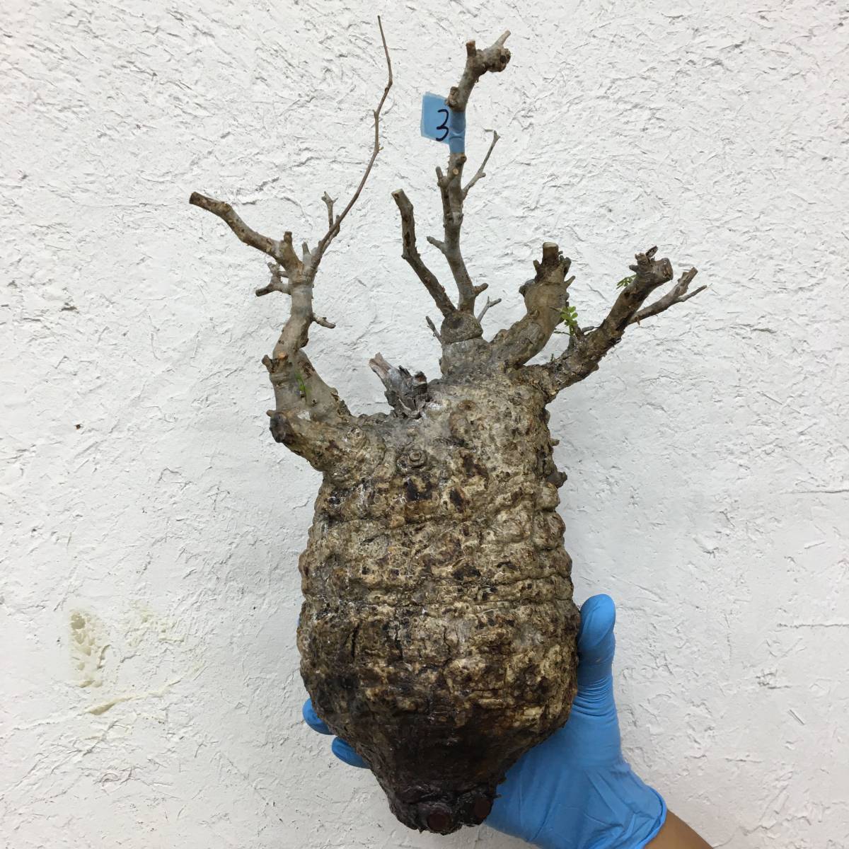 管理中34　芽吹き　未発根ベアルート株オペルクリカリア パキプス Operculicarya Pachypus【状態中】