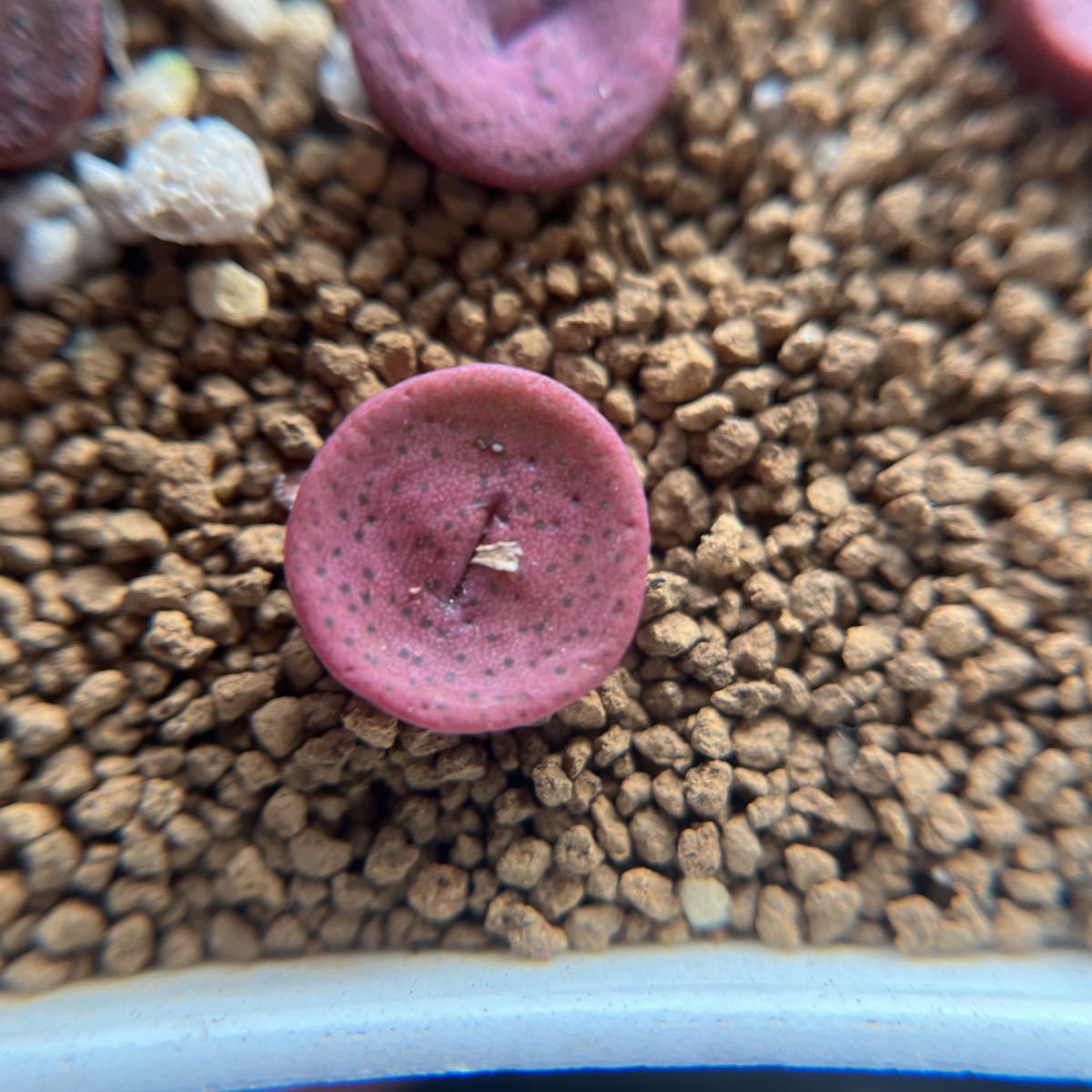 コノフィツムConophytum bachelorum 3頭親株 レアコノフィツム Conophytum bachelorum 親株 【公式通販】