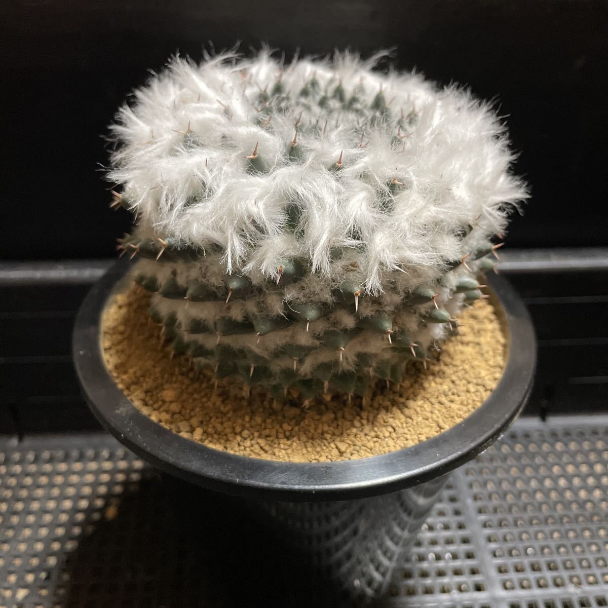 多毛 銀河 実生 A1166☆マミラリア 特多毛 景清 実生 美株 マミラリア