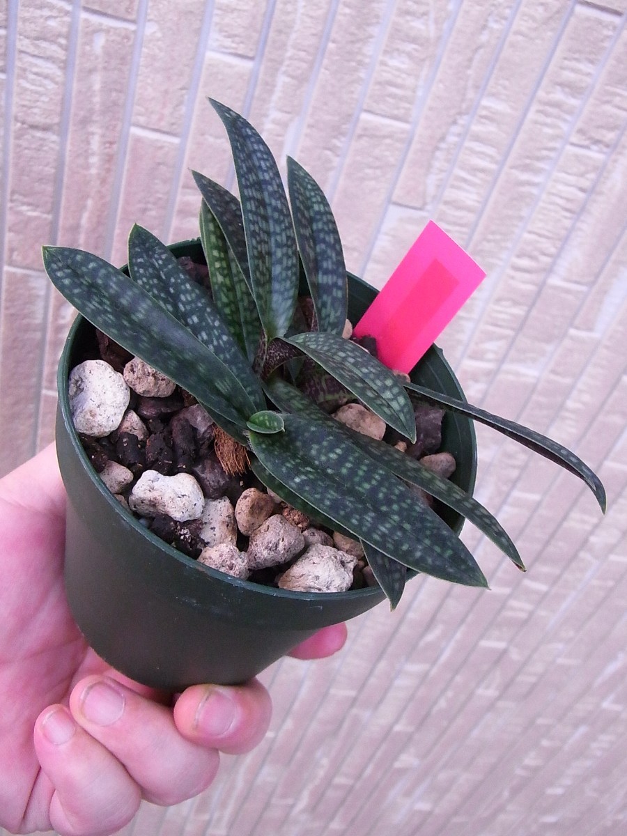 ☆○【洋蘭原種】○☆ Paph. micranthum (sib/Select) 3芽良開花株