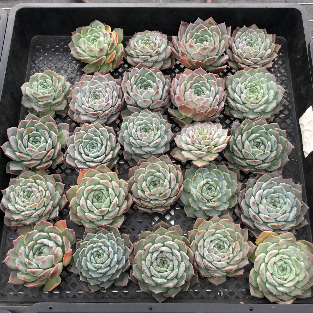 多肉植物24個 1024-D050 ピュアラブ エケベリア カット苗 