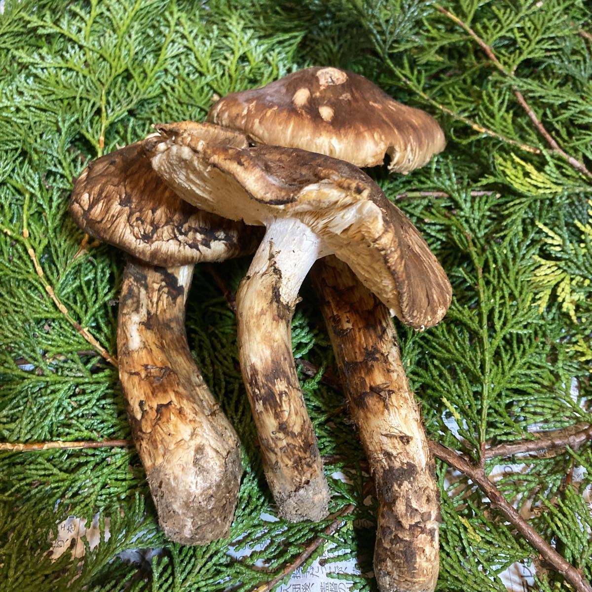 岩手県産 国産 松茸 マツタケ 926g 本日採取 10月11日 松茸岩手県産10
