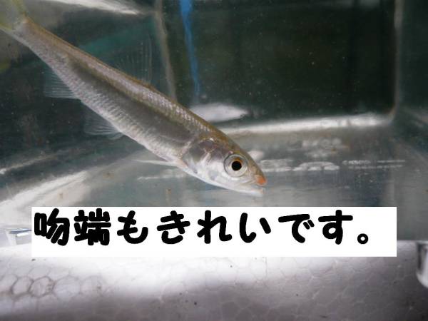 珍 日本のドラド 河の虎 ハス 飼育開始最適サイズ１匹限定 その他 売買されたオークション情報 Yahooの商品情報をアーカイブ公開 オークファン Aucfan Com