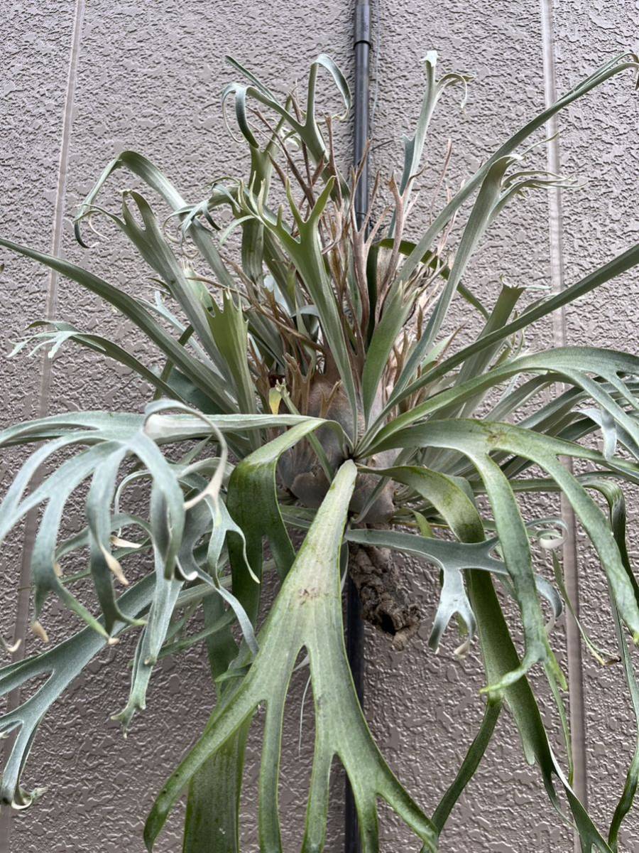 wild veitchii P. JUN様専用veitchii wild(vp#3) Yahoo!オークション P