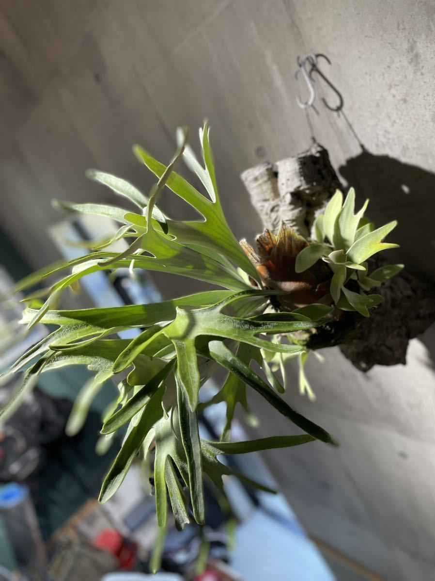 P.Hakunamatata②ハクナマタタ F301