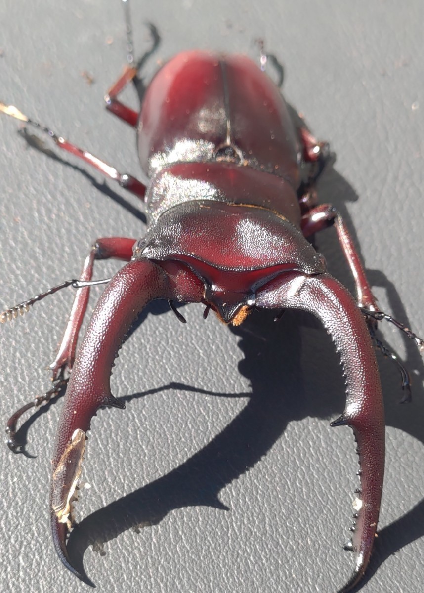 【ペア】♂78mm×♀39mm サバ マンディブラリスフタマタクワガタ 未後食 最終出品ペア